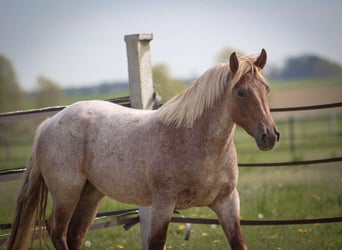 Weitere Ponys/Kleinpferde, Stute, 4 Jahre, 155 cm, Roan-Red