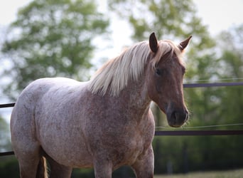 Weitere Ponys/Kleinpferde, Stute, 4 Jahre, 155 cm, Roan-Red