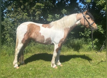 Weitere Ponys/Kleinpferde, Stute, 4 Jahre, 156 cm, Schecke