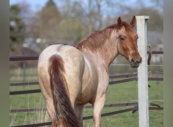 Weitere Ponys/Kleinpferde, Stute, 4 Jahre, 160 cm, Roan-Red