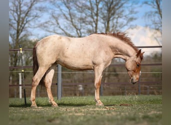Weitere Ponys/Kleinpferde, Stute, 4 Jahre, 160 cm, Roan-Red