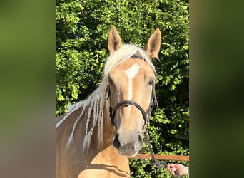 Weitere Ponys/Kleinpferde, Stute, 4 Jahre, 163 cm, Palomino