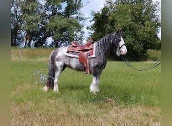 Weitere Ponys/Kleinpferde, Stute, 4 Jahre, Roan-Blue