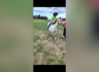 Weitere Ponys/Kleinpferde Mix, Stute, 5 Jahre, 105 cm, Apfelschimmel