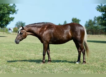Weitere Ponys/Kleinpferde, Stute, 5 Jahre, 112 cm