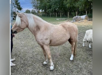 Weitere Ponys/Kleinpferde, Stute, 5 Jahre, 120 cm, Palomino
