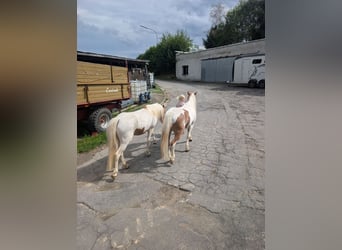 Weitere Ponys/Kleinpferde, Stute, 5 Jahre, 120 cm, Schecke