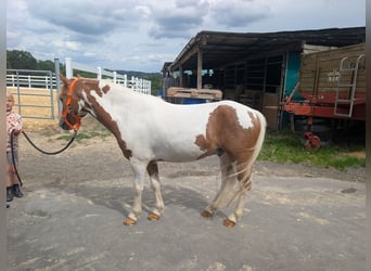 Weitere Ponys/Kleinpferde, Stute, 5 Jahre, 120 cm, Schecke