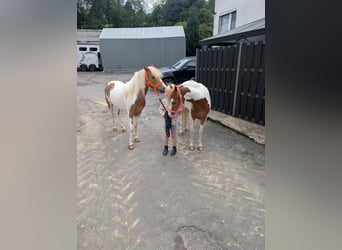 Weitere Ponys/Kleinpferde, Stute, 5 Jahre, 120 cm, Schecke