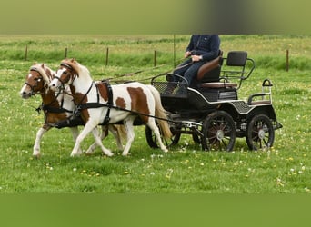 Weitere Ponys/Kleinpferde, Stute, 5 Jahre, 120 cm, Schecke