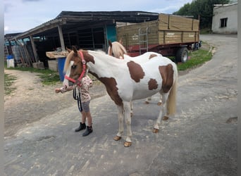 Weitere Ponys/Kleinpferde, Stute, 5 Jahre, 120 cm, Schecke