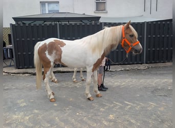 Weitere Ponys/Kleinpferde, Stute, 5 Jahre, 120 cm, Schecke