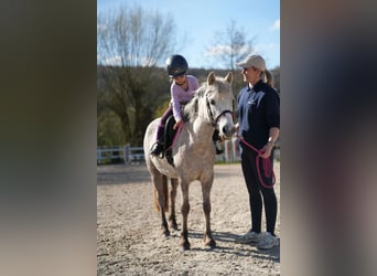Weitere Ponys/Kleinpferde, Stute, 5 Jahre, 122 cm, Schimmel