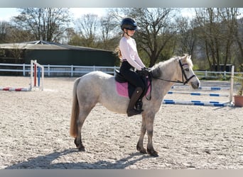 Weitere Ponys/Kleinpferde, Stute, 5 Jahre, 122 cm, Schimmel