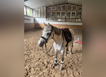 Weitere Ponys/Kleinpferde, Stute, 5 Jahre, 122 cm, Schimmel