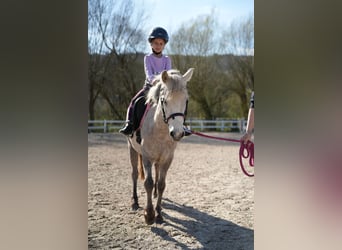 Weitere Ponys/Kleinpferde, Stute, 5 Jahre, 122 cm, Schimmel