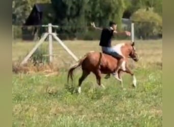 Weitere Ponys/Kleinpferde, Stute, 5 Jahre, 123 cm, Schecke