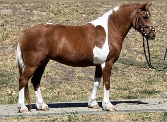 Weitere Ponys/Kleinpferde, Stute, 5 Jahre, 123 cm, Schecke