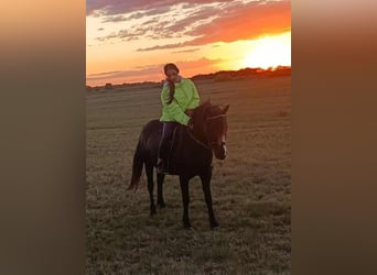 Weitere Ponys/Kleinpferde, Stute, 5 Jahre, 127 cm, Rappe