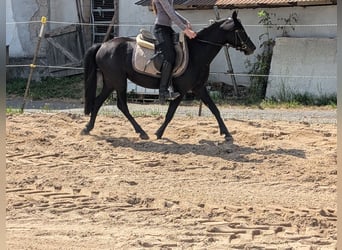 Weitere Ponys/Kleinpferde, Stute, 5 Jahre, 128 cm, Rappe