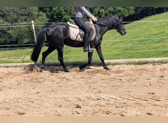 Weitere Ponys/Kleinpferde, Stute, 5 Jahre, 128 cm, Rappe