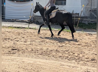 Weitere Ponys/Kleinpferde, Stute, 5 Jahre, 128 cm, Rappe