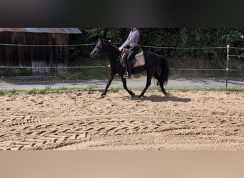 Weitere Ponys/Kleinpferde, Stute, 5 Jahre, 128 cm, Rappe