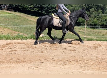 Weitere Ponys/Kleinpferde, Stute, 5 Jahre, 128 cm, Rappe