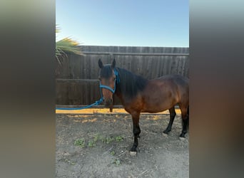 Weitere Ponys/Kleinpferde, Stute, 5 Jahre, 132 cm, Rotbrauner