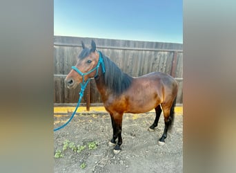 Weitere Ponys/Kleinpferde, Stute, 5 Jahre, 132 cm, Rotbrauner