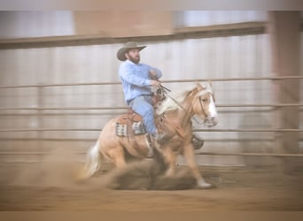 Weitere Ponys/Kleinpferde, Stute, 5 Jahre, 135 cm, Palomino