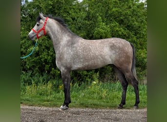 Weitere Ponys/Kleinpferde, Stute, 5 Jahre, 135 cm, Schimmel