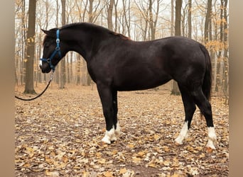 Weitere Ponys/Kleinpferde, Stute, 5 Jahre, 137 cm, Rappe