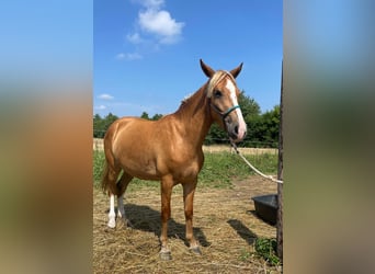 Weitere Ponys/Kleinpferde Mix, Stute, 5 Jahre, 140 cm, Fuchs