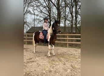 Weitere Ponys/Kleinpferde, Stute, 5 Jahre, 140 cm, Schecke