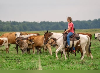 Weitere Ponys/Kleinpferde, Stute, 5 Jahre, 140 cm, Schecke