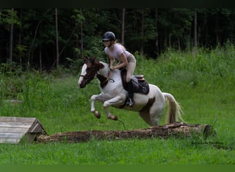 Weitere Ponys/Kleinpferde, Stute, 5 Jahre, 140 cm, Schecke