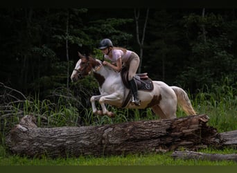 Weitere Ponys/Kleinpferde, Stute, 5 Jahre, 140 cm, Schecke