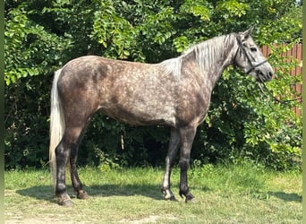 Weitere Ponys/Kleinpferde, Stute, 5 Jahre, 140 cm, Schimmel