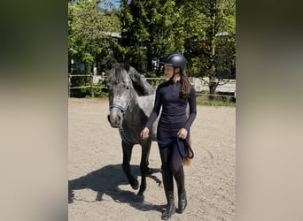 Weitere Ponys/Kleinpferde, Stute, 5 Jahre, 140 cm, Schimmel