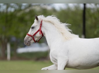 Weitere Ponys/Kleinpferde, Stute, 5 Jahre, 141 cm, Schimmel