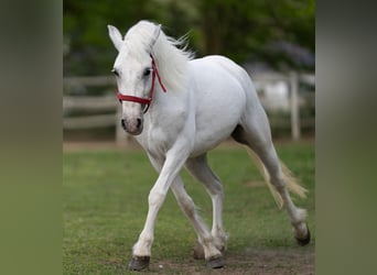 Weitere Ponys/Kleinpferde, Stute, 5 Jahre, 141 cm, Schimmel