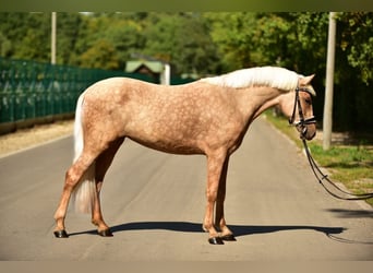 Weitere Ponys/Kleinpferde, Stute, 5 Jahre, 142 cm, Palomino