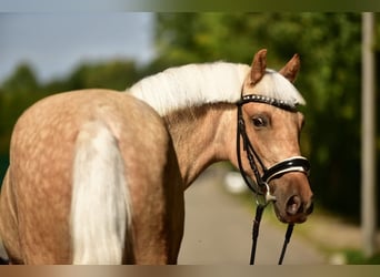 Weitere Ponys/Kleinpferde, Stute, 5 Jahre, 142 cm, Palomino