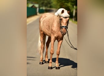 Weitere Ponys/Kleinpferde, Stute, 5 Jahre, 142 cm, Palomino
