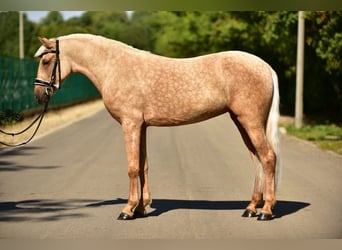 Weitere Ponys/Kleinpferde, Stute, 5 Jahre, 142 cm, Palomino