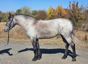 Weitere Ponys/Kleinpferde Mix, Stute, 5 Jahre, 142 cm, Roan-Blue