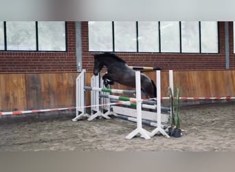 Weitere Ponys/Kleinpferde, Stute, 5 Jahre, 142 cm, Rotschimmel