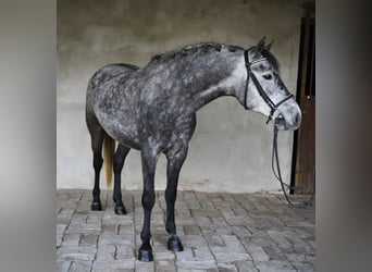 Weitere Ponys/Kleinpferde, Stute, 5 Jahre, 143 cm, Apfelschimmel