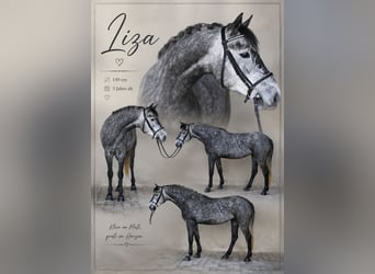 Weitere Ponys/Kleinpferde, Stute, 5 Jahre, 143 cm, Apfelschimmel